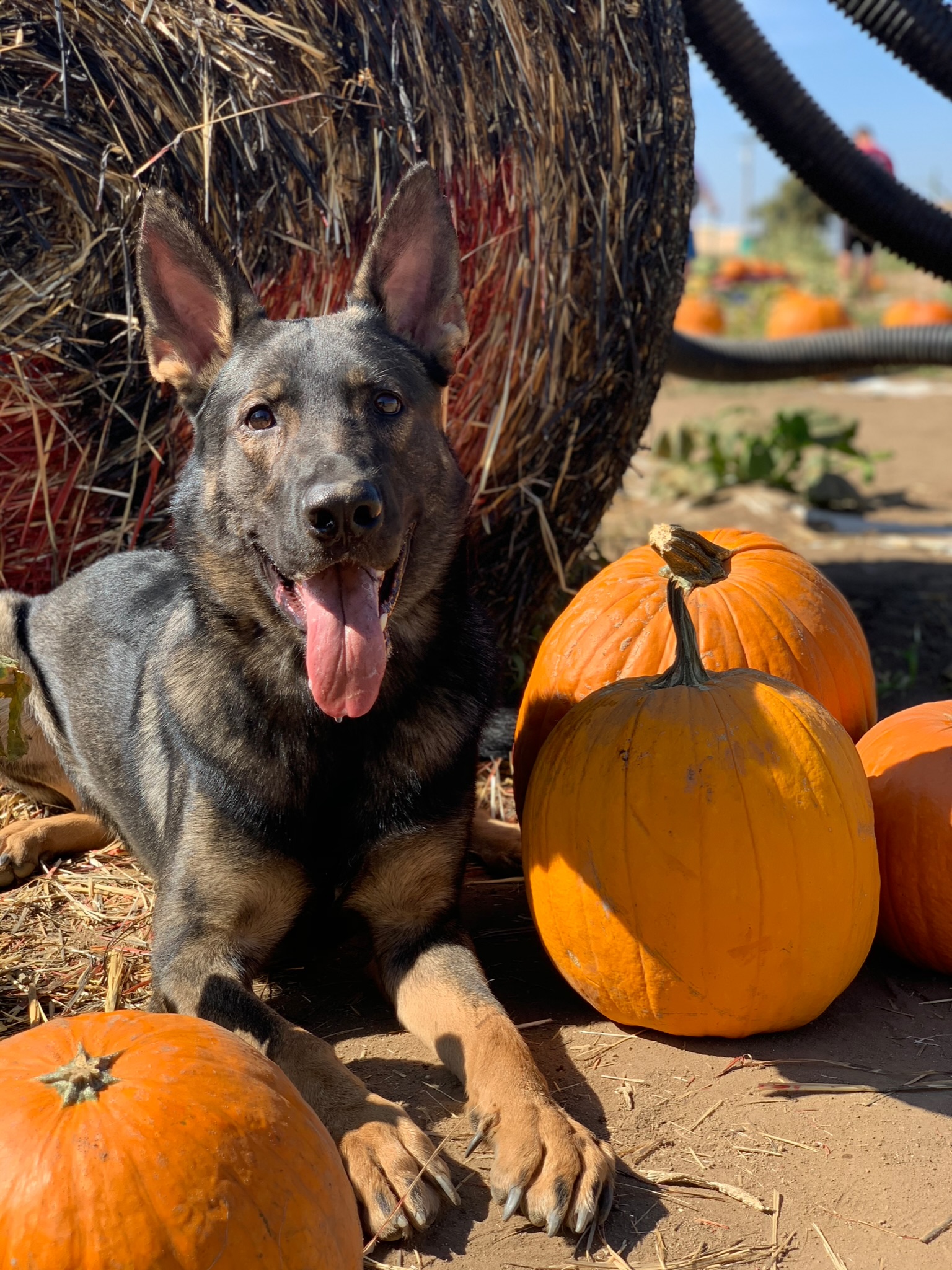dog laying in pumpkins
